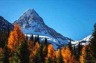 Mt. Assiniboine and Larch trees-0995 Mt. Assiniboine and Larch trees-0995